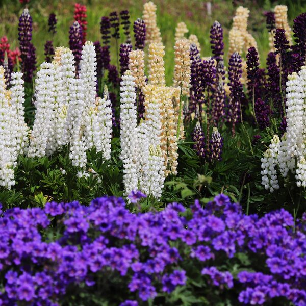 De mooiste planten voor een onderhoudsarme tuin