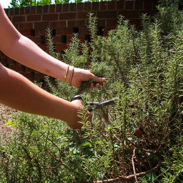 Onderhoud & beplanting, foto 8