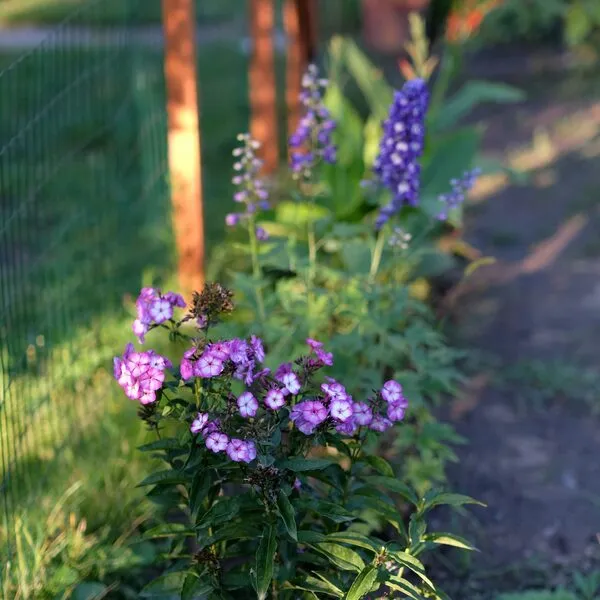 Onderhoud & beplanting, foto 1