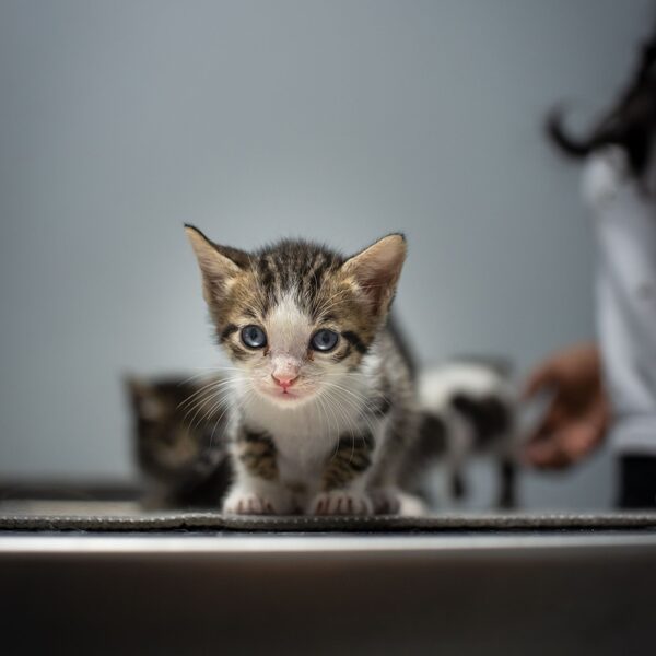 Het vaccinatieschema voor pup en kitten: wat je moet weten