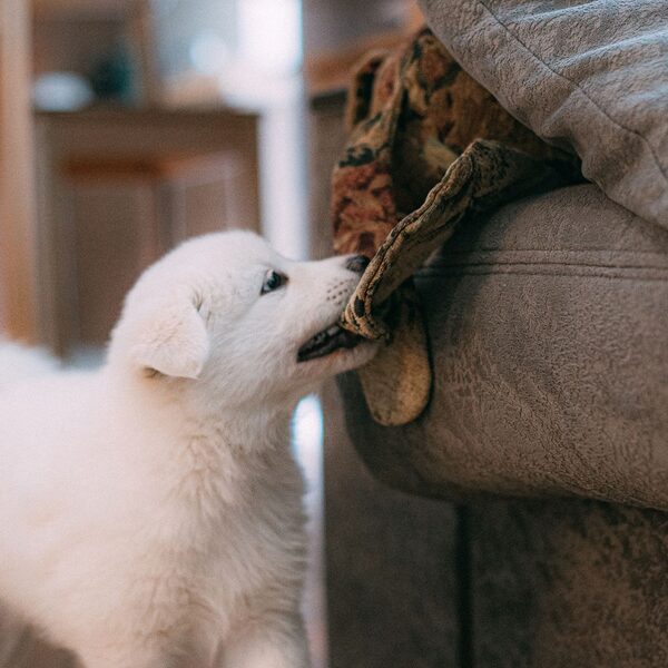 Een kitten of pup in huis: een goede start