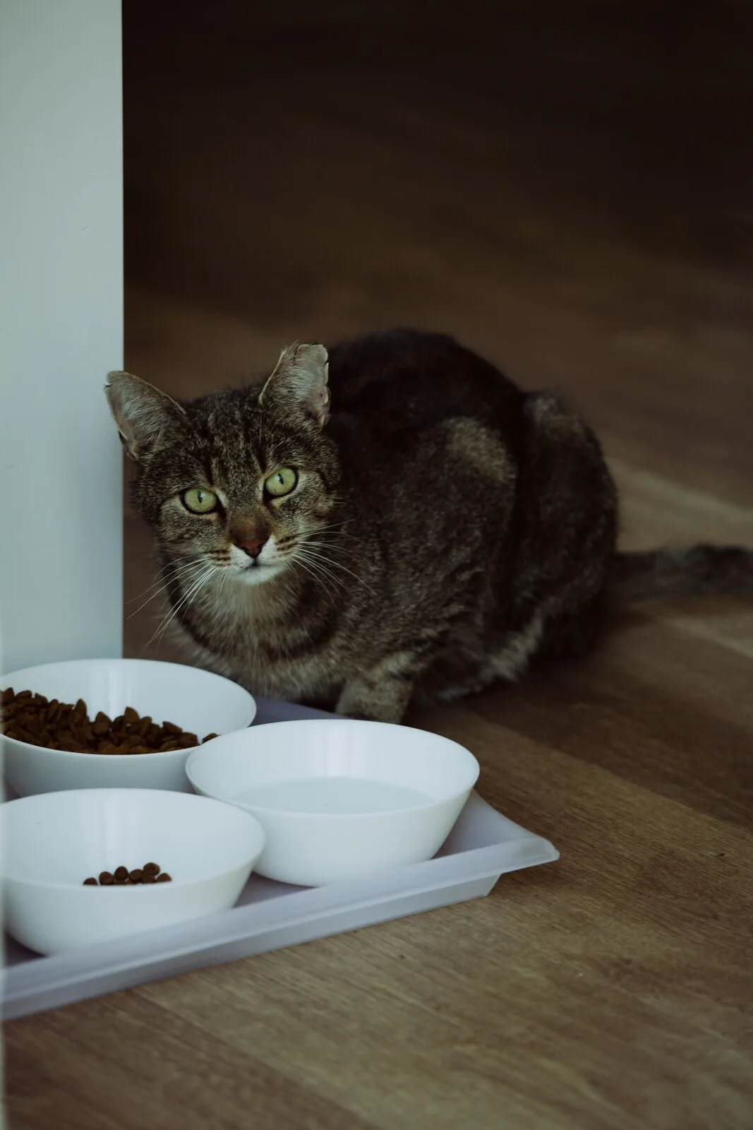De Linde Select Kitten Brokken