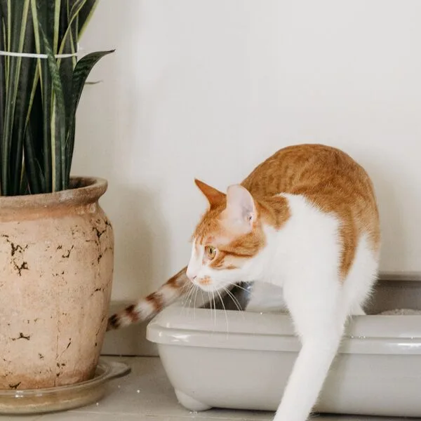 VitaPet Klontvormende Kattenbakvulling